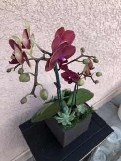 Purple Orchid flower