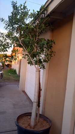 8 ft ficus tree