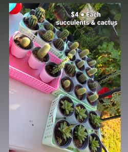 Cactus & Succulents