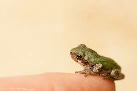 Baby Tree Frogs Tadpoles