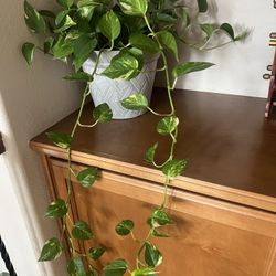 Indoor Green Vine plant Potho Money Tree 