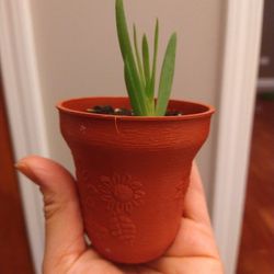 Aloe Variety LIVE PLANT 