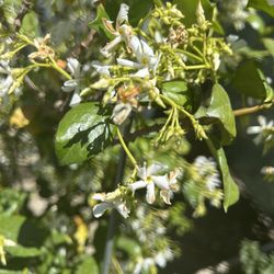 White Jasmine