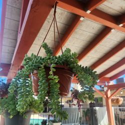 donkey tale succulent 