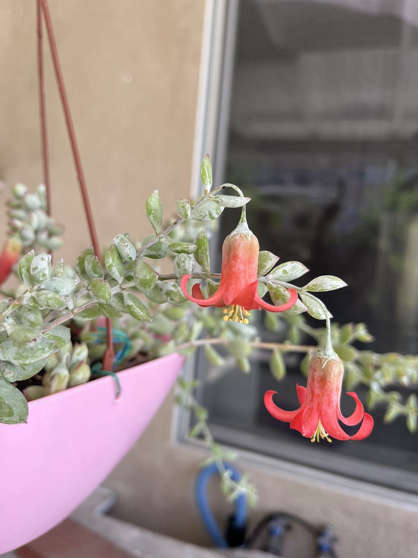 Succulent Plant In Hanging Pot
