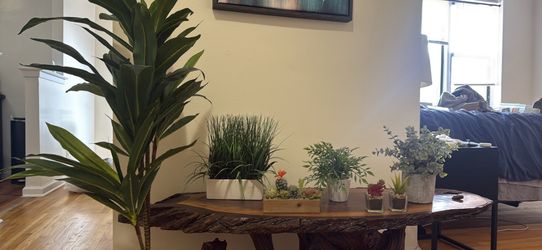 Artificial Plants and Cacti