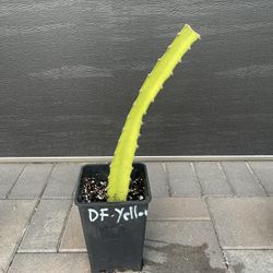 Yellow Dragon fruit (Palora) in 1-gal Container 