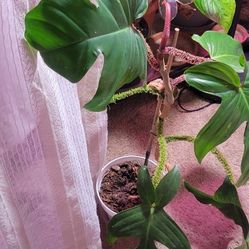 Philodendron

squamiferum