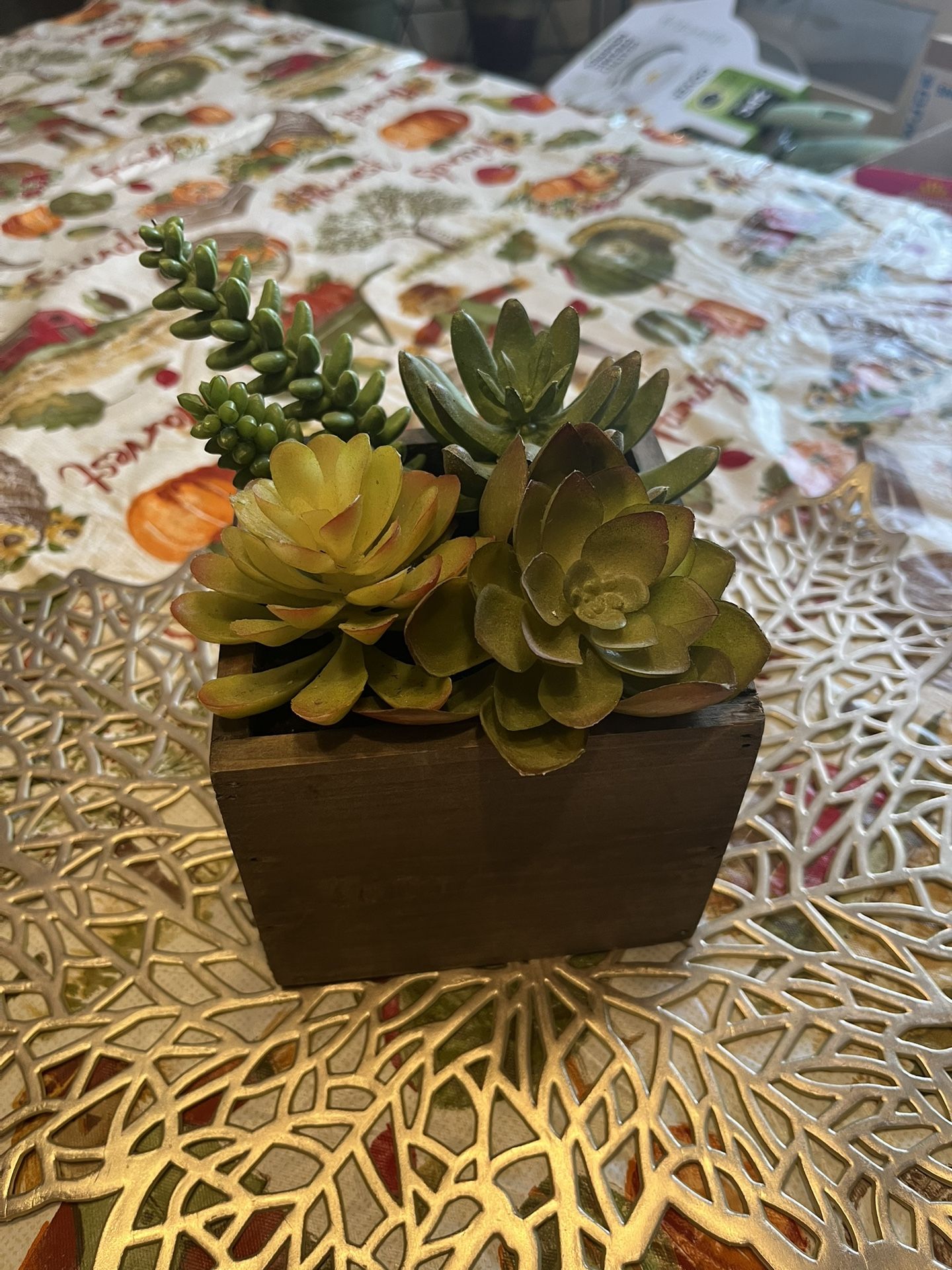 Succulents In Wood Container