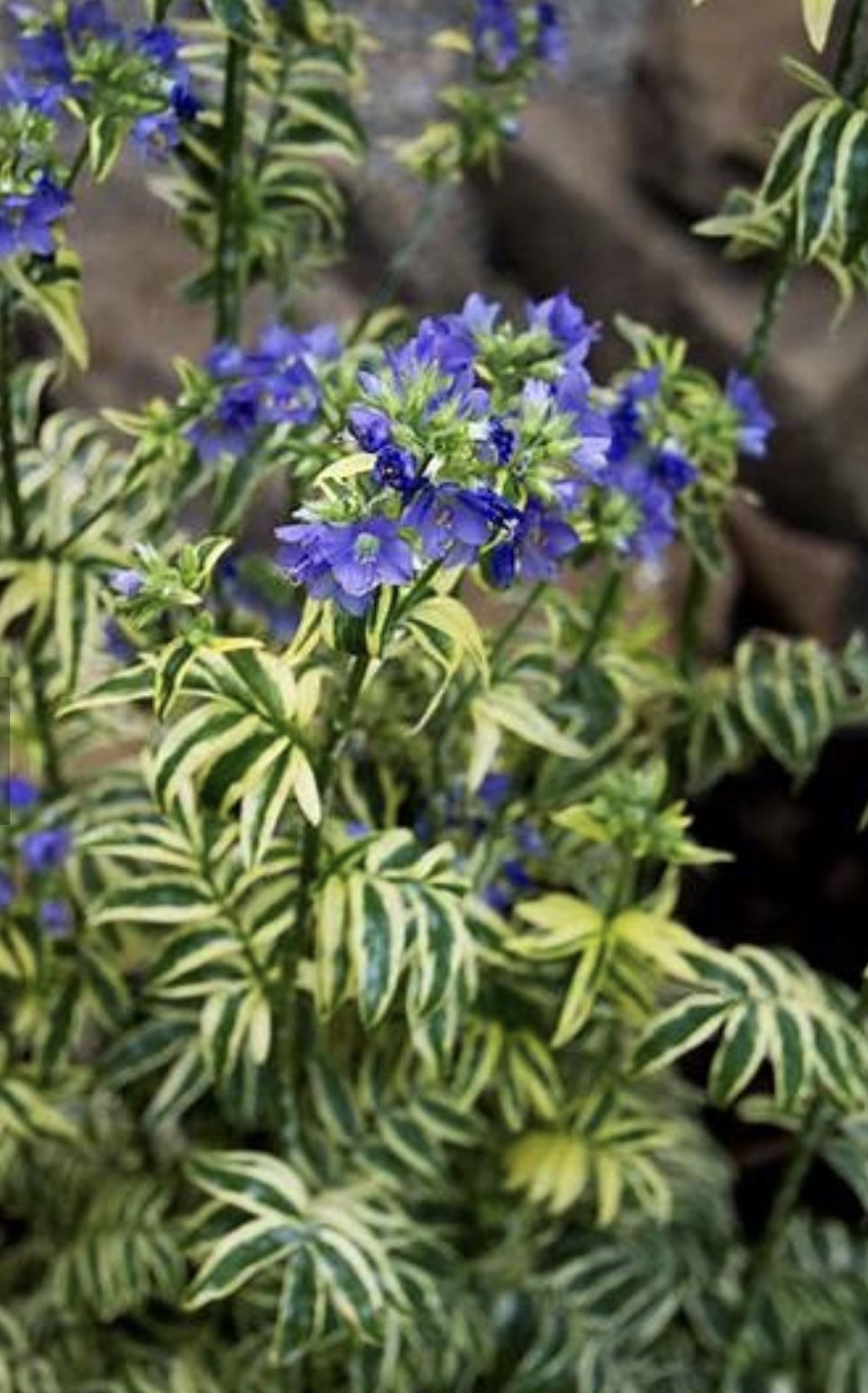 Perennial Verigated Jacob Ladder