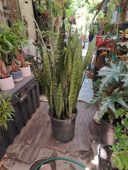 Snake Plant