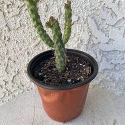4 Inch Pot Cactus Plant- Opuntia Subulata - Eve’s Needle Cactus - Live Cacti - Rooted & Established - Drought Resistant -  Beautiful Flowers 🌺 🌵