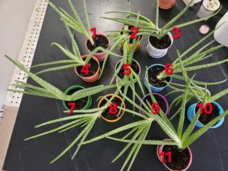 Freshly Potted and Fertilized Aloe