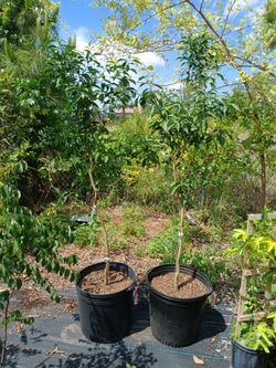 Yuzu lemon 15 gallon grafted with fruit