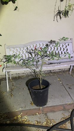 Thai Chili 25$