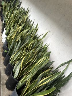 Snake Plants For Sale