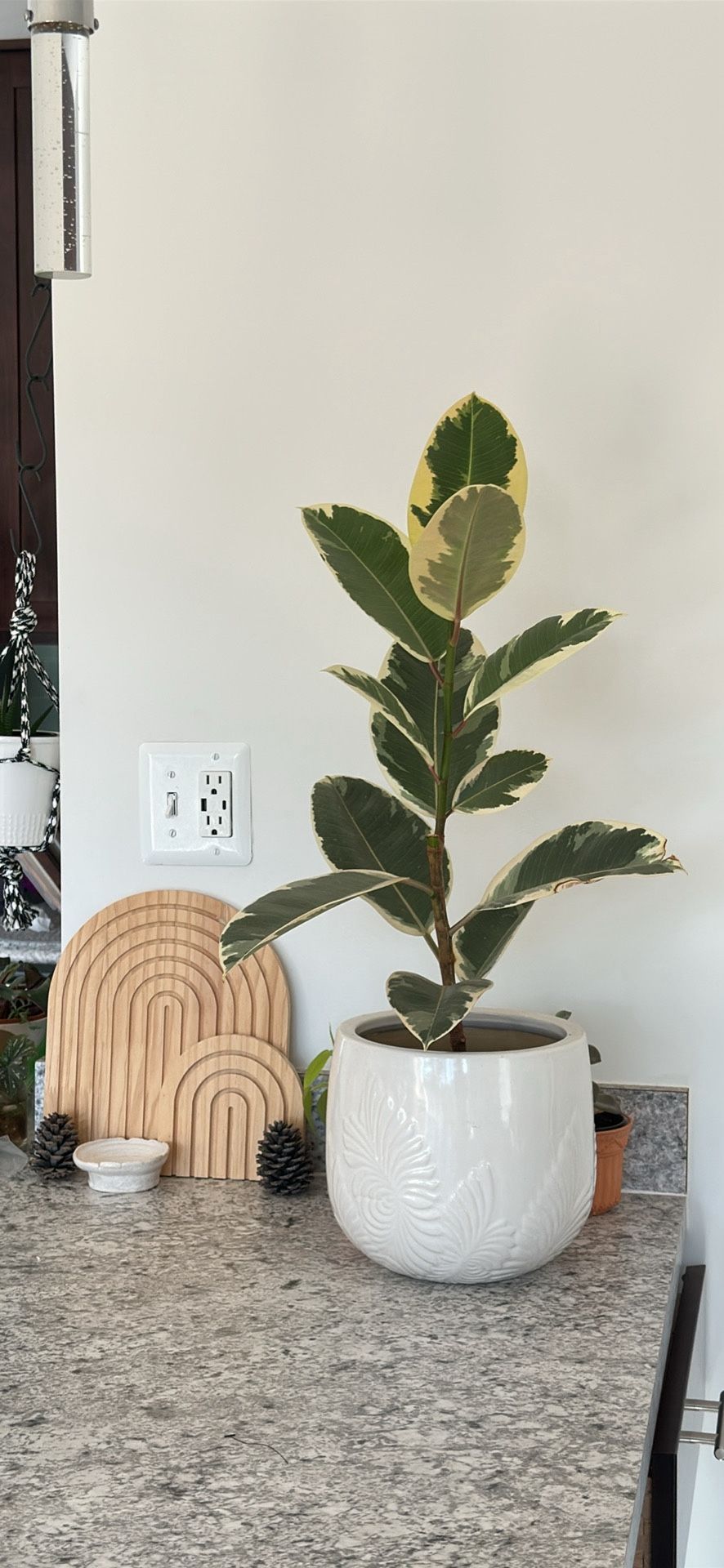 Rubber Plant With Ceramic Pot
