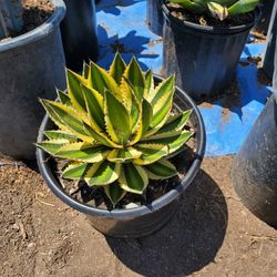 Agave