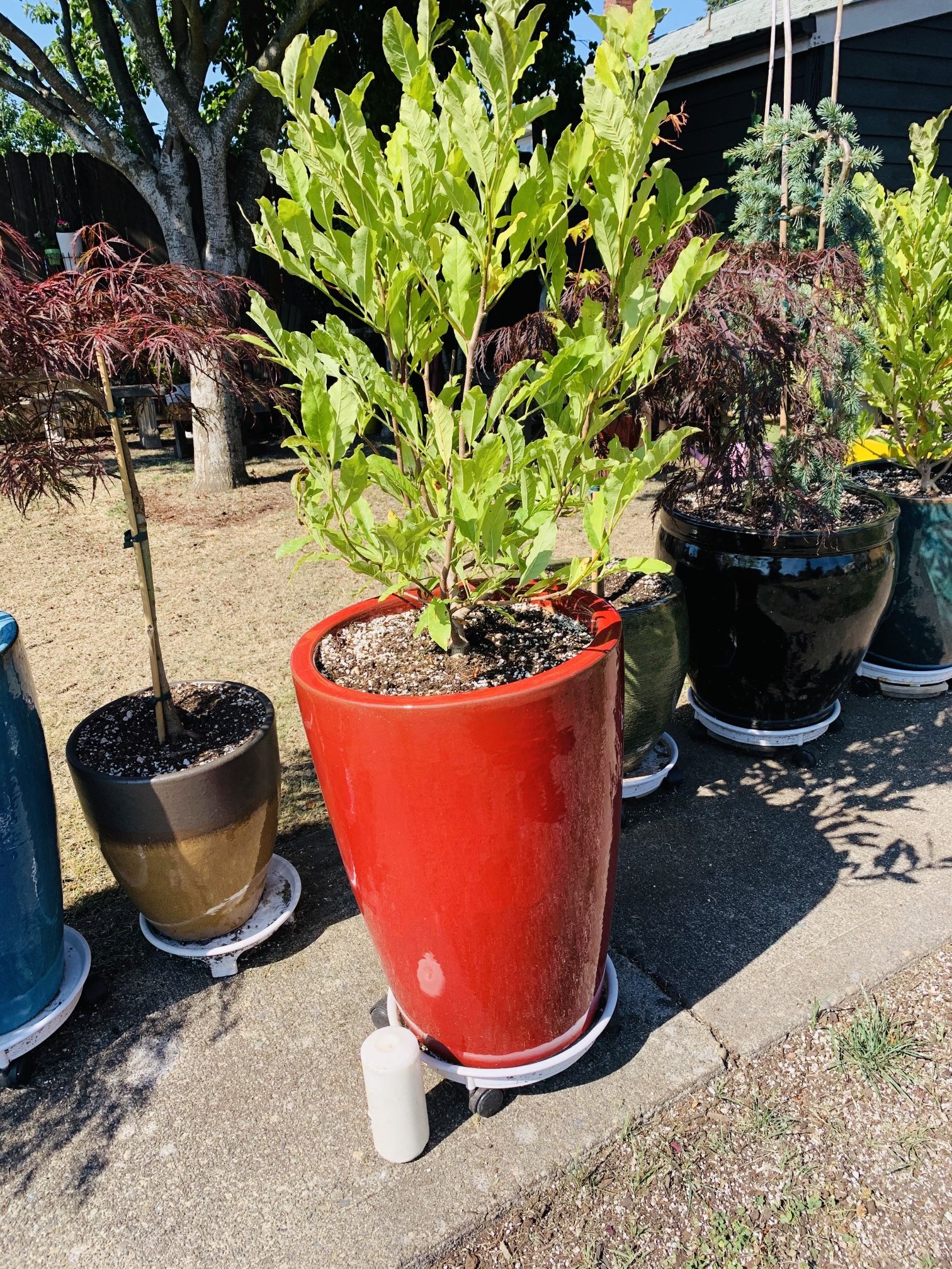 Live outdoor Royal Star Magnolia white flowering tree plant in a