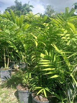 Macarthur palm trees 🌴 15gl $150