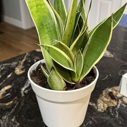 Birdnest Snake Plant