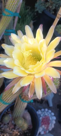 Cactus plant 🌵