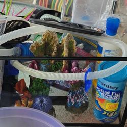 Fish Tank 