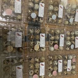 Quail Eggs