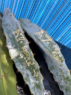 Asunta 7 Aztec’s Gold and other Dragonsrare branches