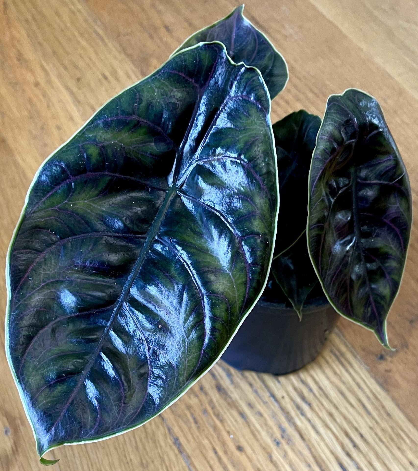 Rare Alocasia Azlanii Plant / 2 in 1 Pot / Free Delivery Available