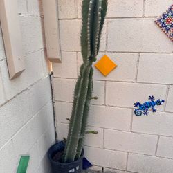 Cactus . The 2 Large Ones Are $25 Each .  The Small One Is $15