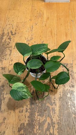 Pothos