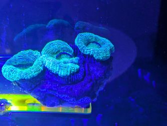 Lobophyllia Coral, three heads