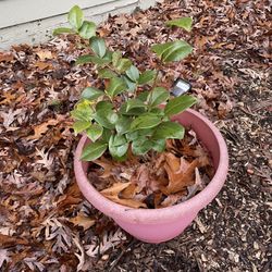 Gardenia In Plastic Pot