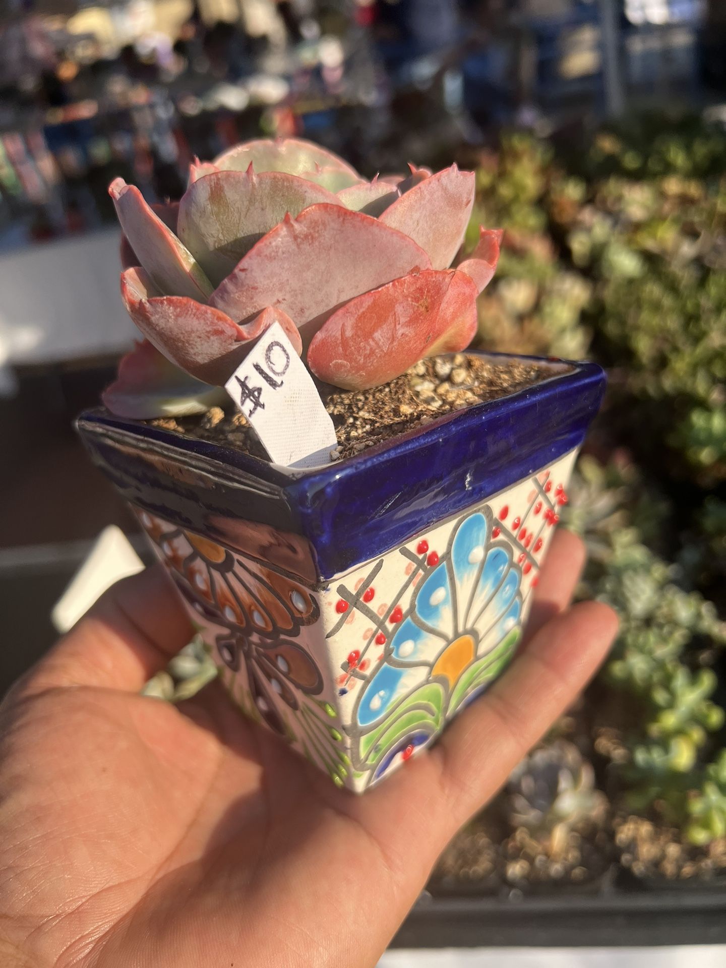 Succulent In Talavera Pot