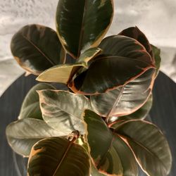 Ruby Rubber (live) Plant