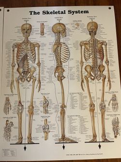 Two Anatomical chart Posters: Skeletal And muscular