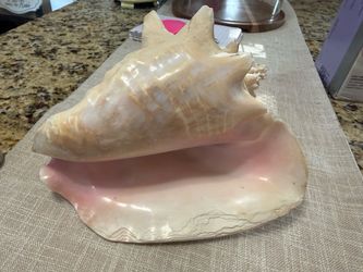 Large Natural Conch Shell