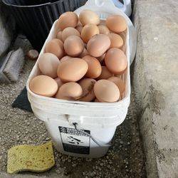 Free Range Eggs 