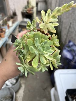 Aeonium Suncup In Terracotta