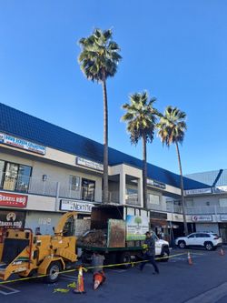 Palm & Trees