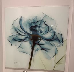 Framed Flower X-Ray Art Print. ** Size: 23.5 inch x 23.5 inch