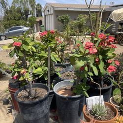 Venta De Plantas 🪴