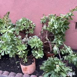 Succulents For Sale - Different Prices 