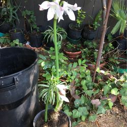 Lilly Flower Plant In Pot Decorative Green Plant 