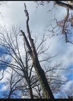 We Cut Tree