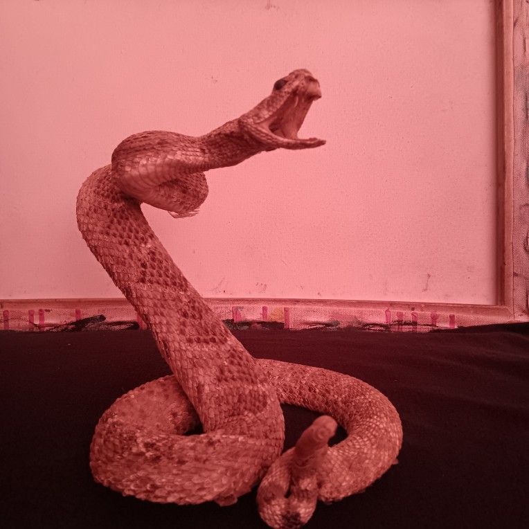 Taxidermy Rattlesnake Authentic 