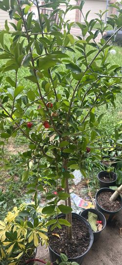 Cherry tree
