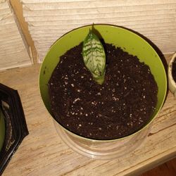 Snake Plant $5.00 Each