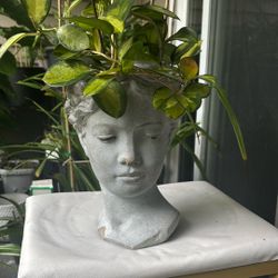 Joya Plant